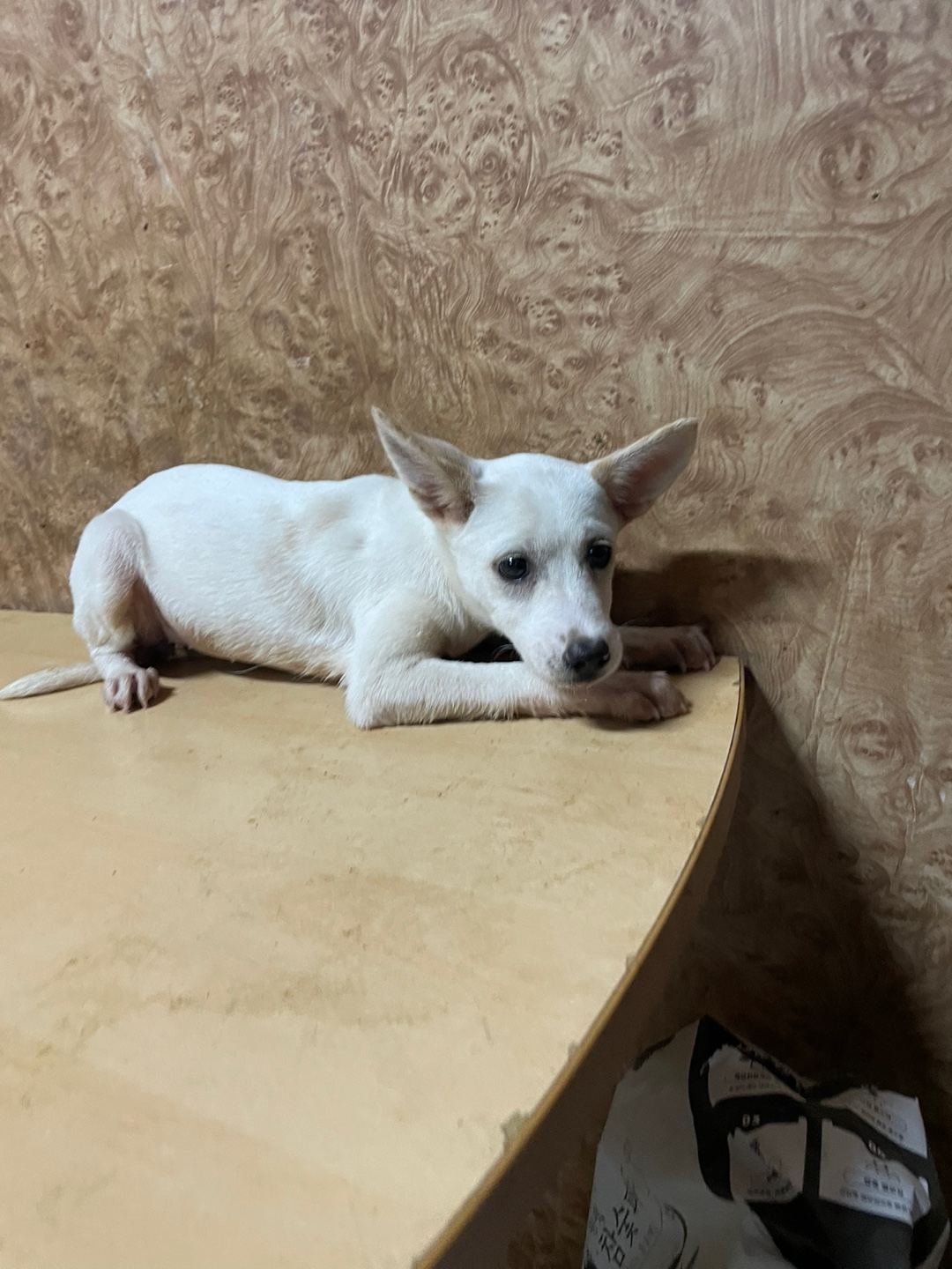 순천시유기동물보호소_446482202400804