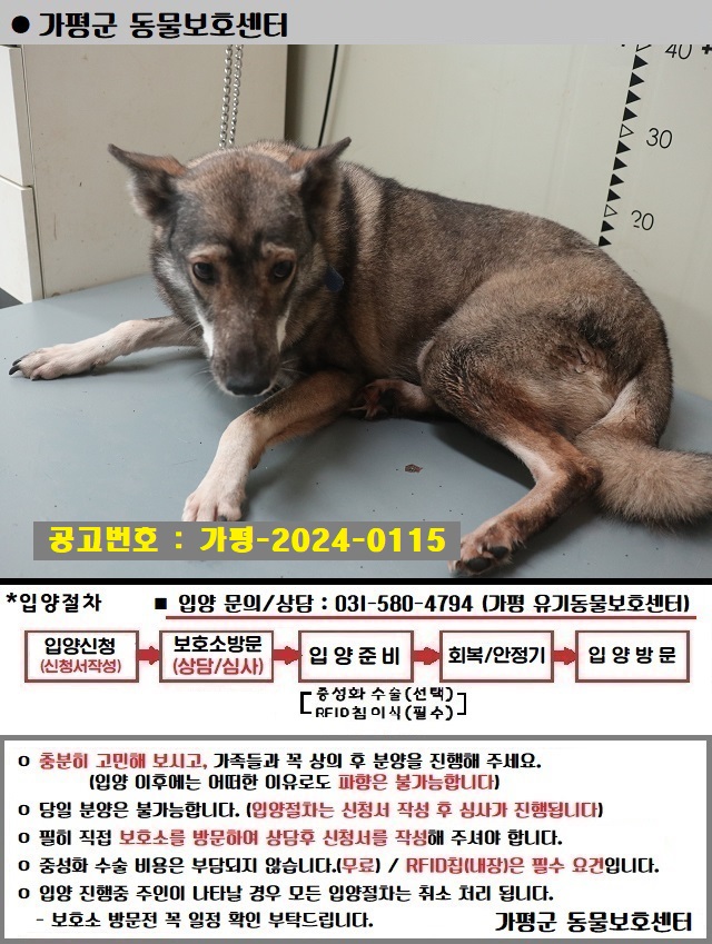 가평군유기동물보호소_441416202400408