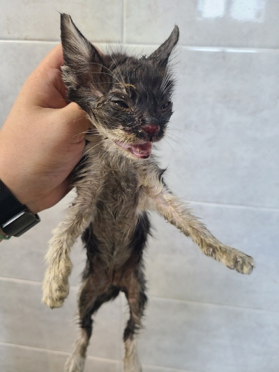 (사)동부동물보호협회_426330202400359