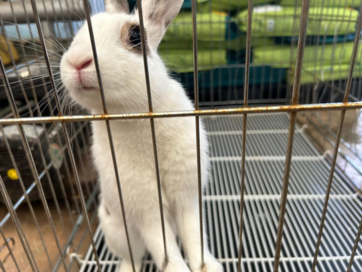 한국야생동물보호협회_441403202400264