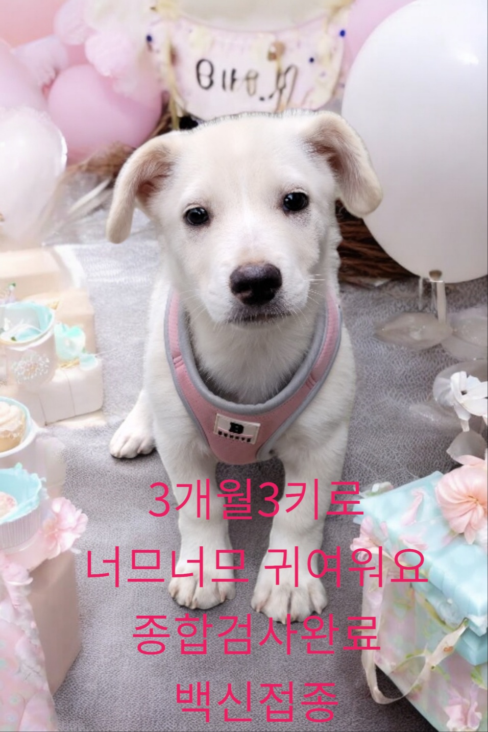 성주유기동물보호센터_447521202400422