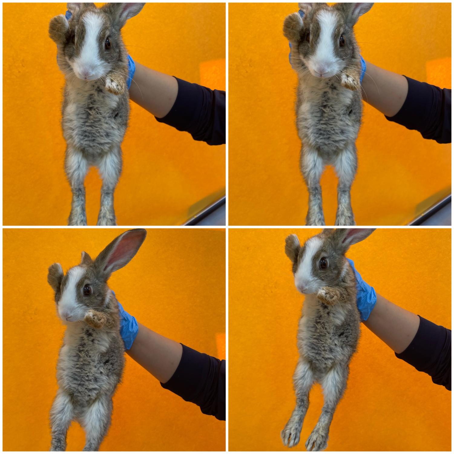 천안시 동물보호센터_444449202401847