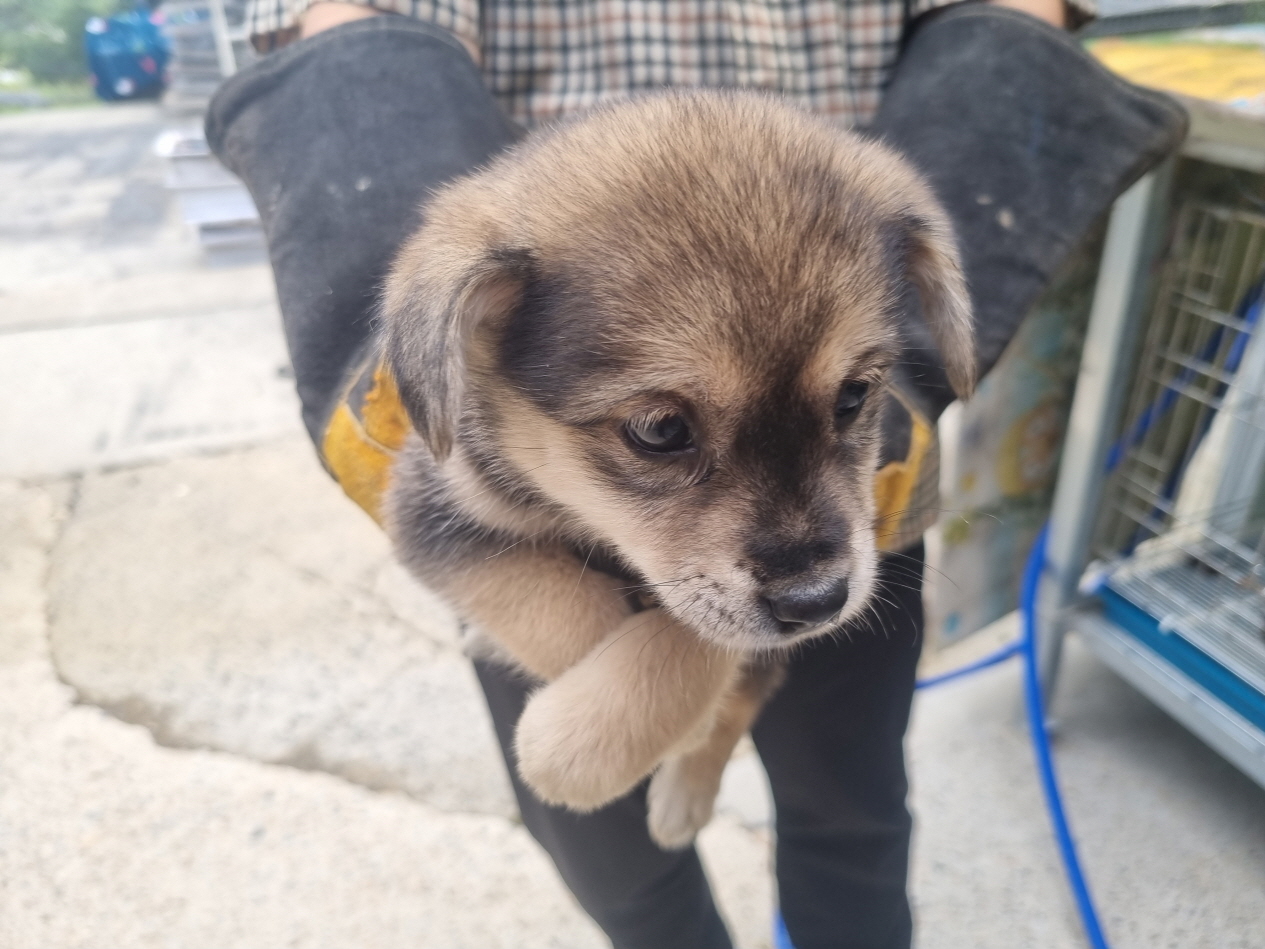 양산시 동물보호센터_448538202400609