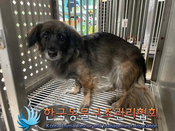 종료(반환) 믹스견…
