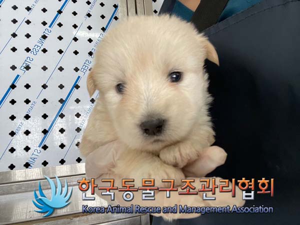 한국동물구조관리협회_441409202401427