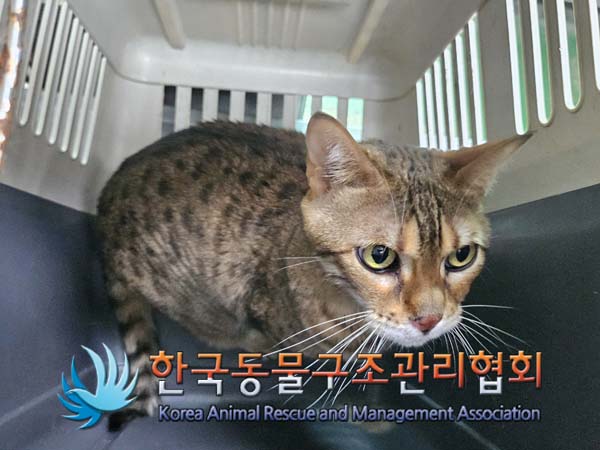 종료(입양) 벵갈의…