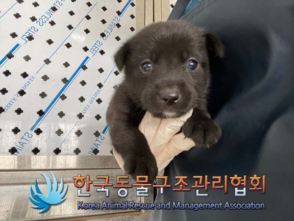 한국동물구조관리협회_441409202401425