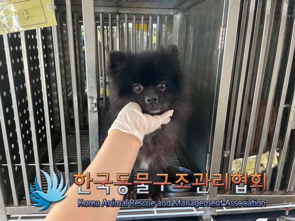 한국동물구조관리협회_441409202401420
