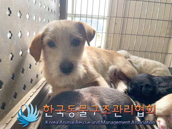 보호중 믹스견의 가…