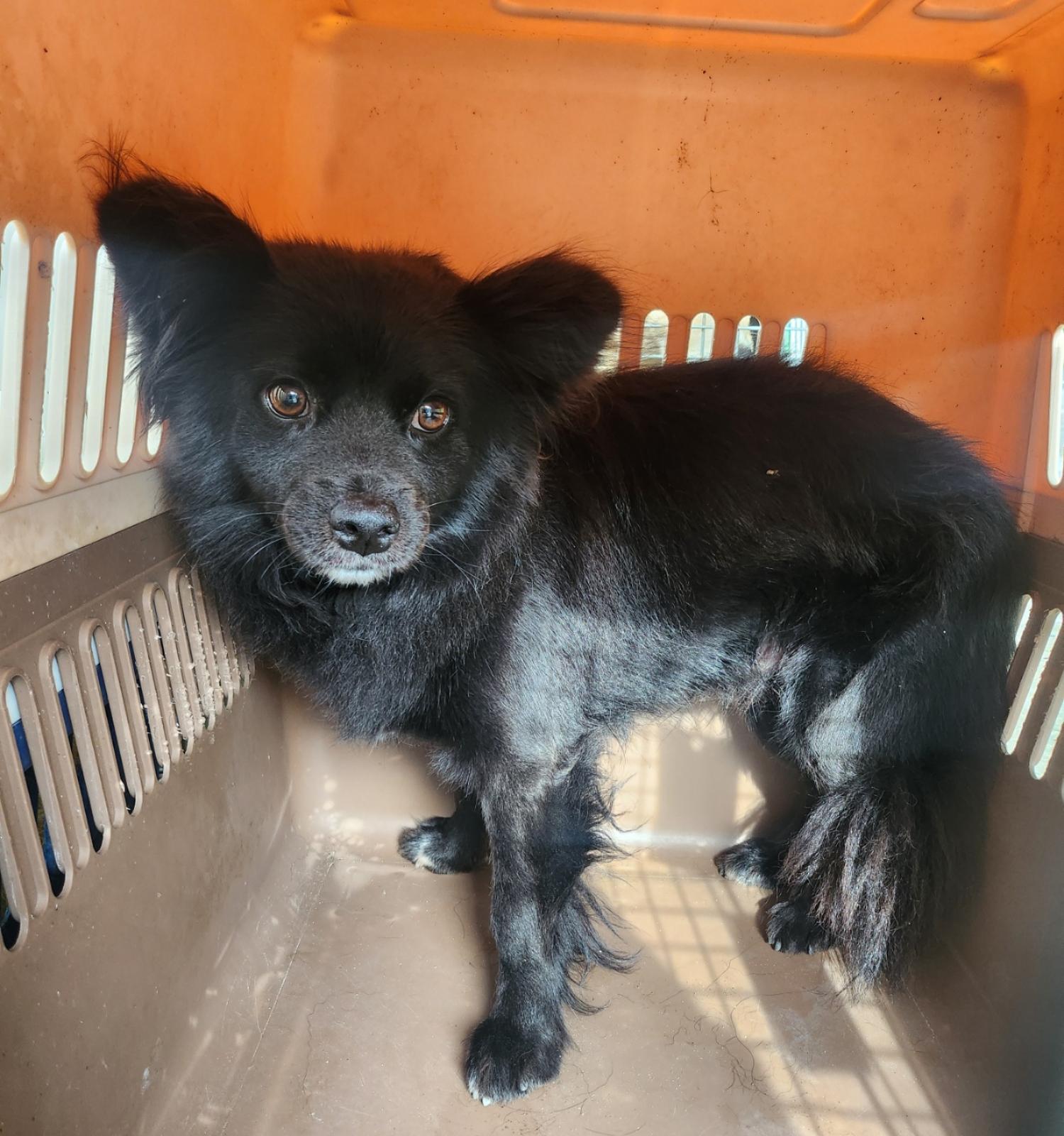 울산유기동물보호센터_431372202400526