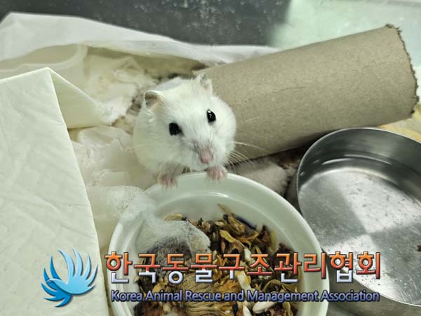 종료(입양) 햄스터…