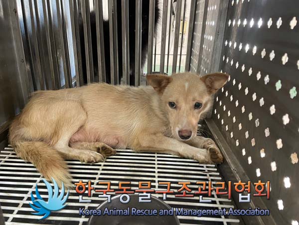 한국동물구조관리협회_441409202401419