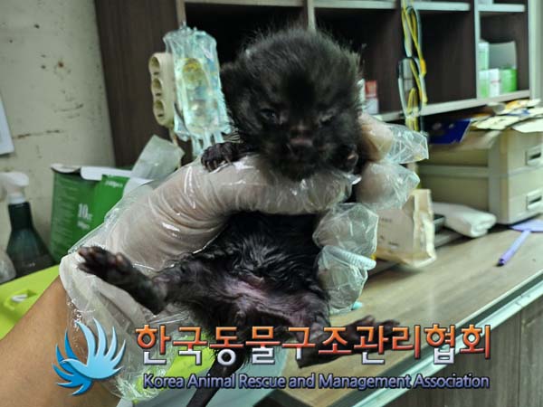 종료(입양) 한국 …
