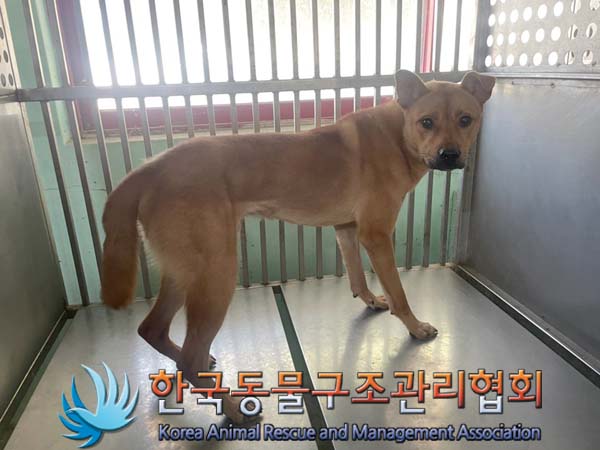 보호중 믹스견의 가…