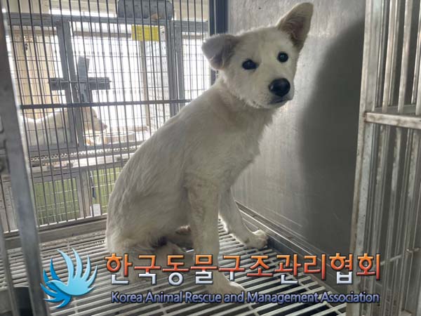 보호중 믹스견의 가…