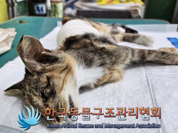한국동물구조관리협회_441406202401518