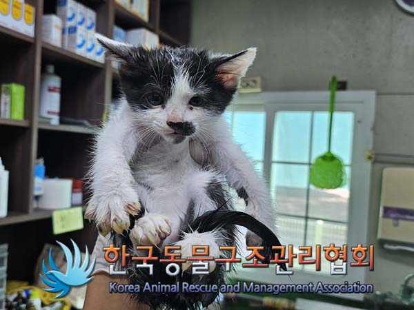 한국동물구조관리협회_411309202400270
