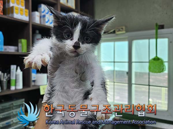 한국동물구조관리협회_411309202400271