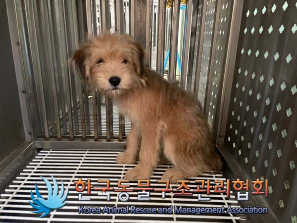 한국동물구조관리협회_441406202401520