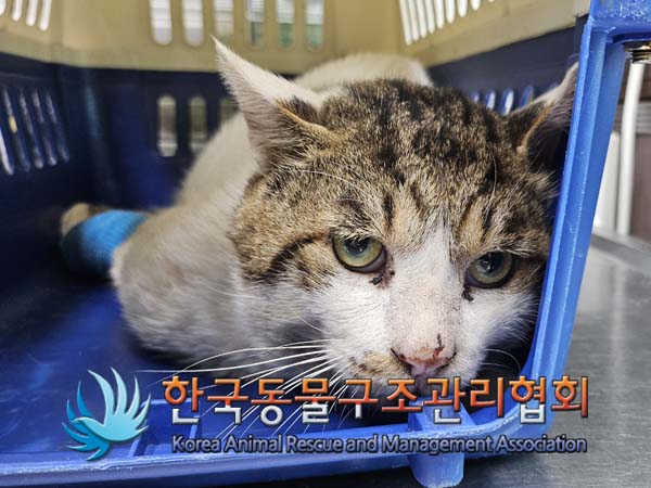 보호중 한국 고양이…