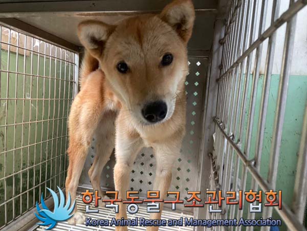 한국동물구조관리협회_441404202400498