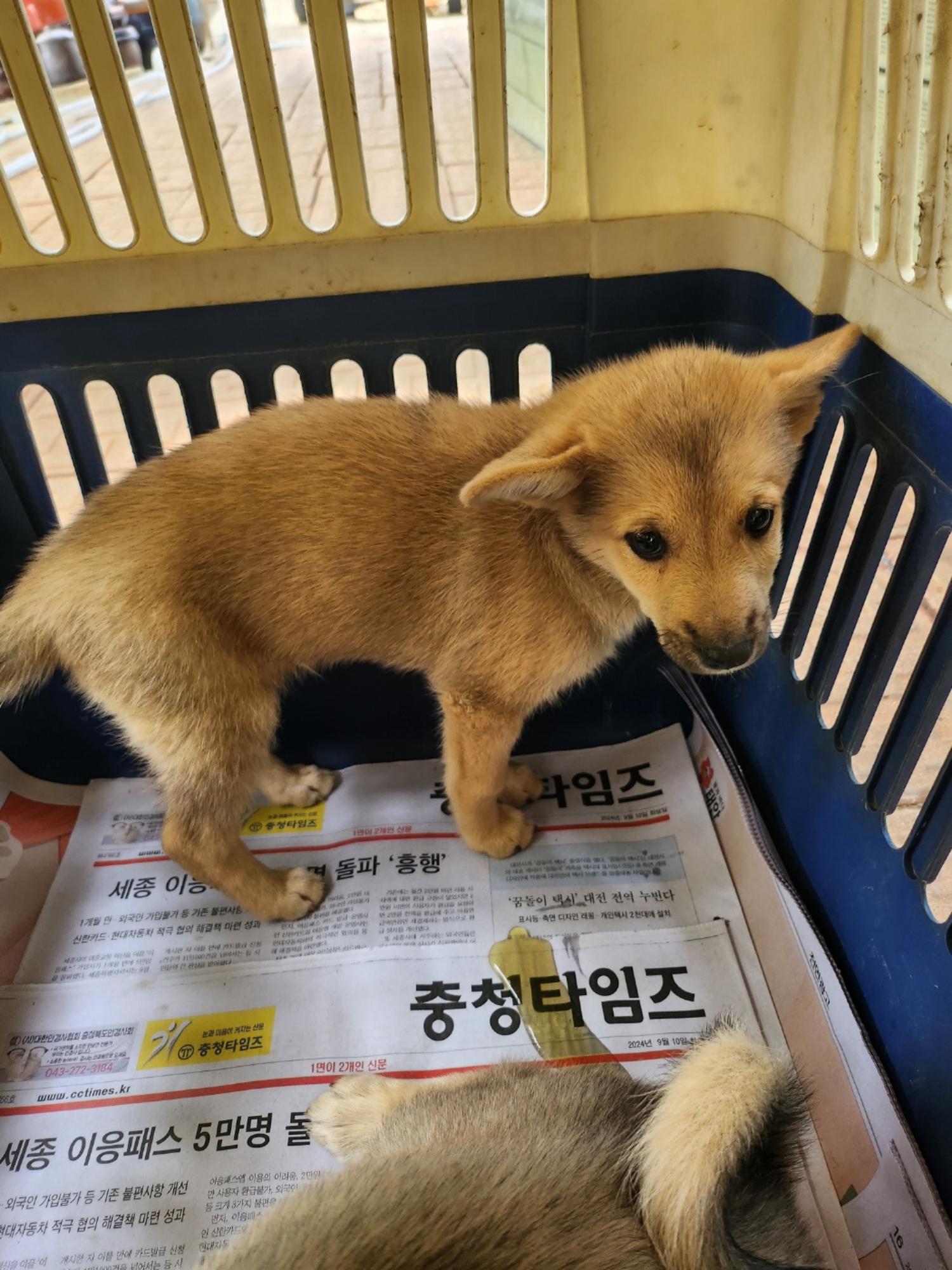 금일동물보호센터_444460202400842