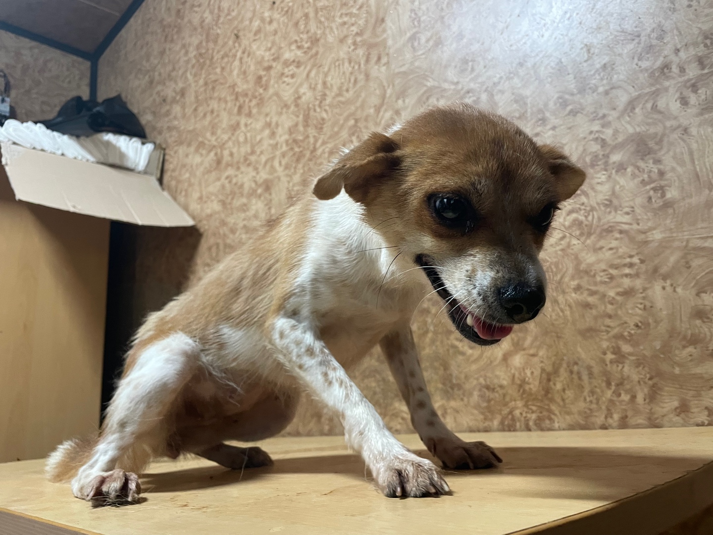 순천시유기동물보호소_446482202400806