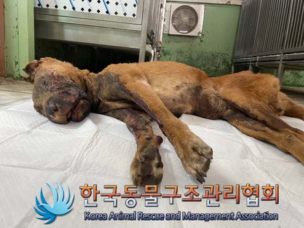 한국동물구조관리협회_441406202401523