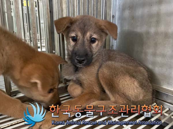 한국동물구조관리협회_441404202400494