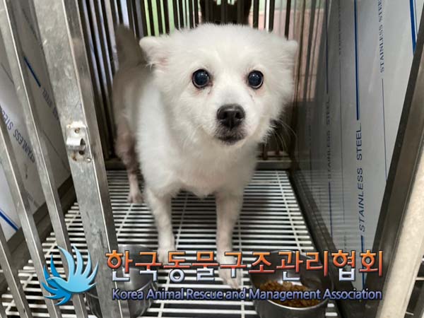 보호중 스피츠의 가…