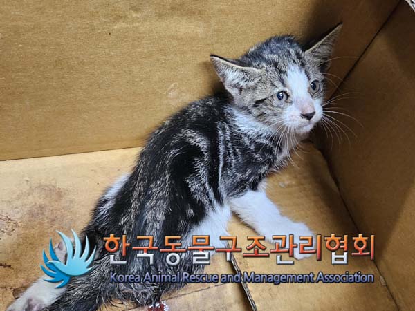 한국동물구조관리협회_441406202401524