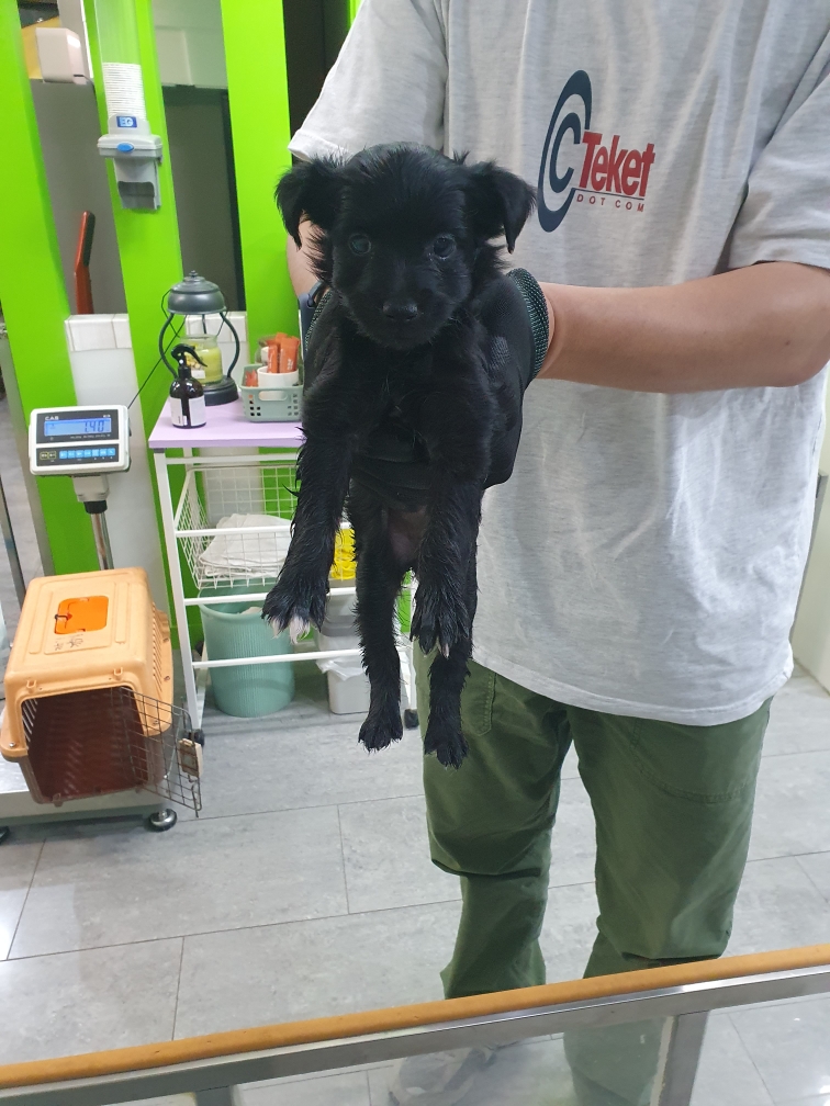 펫앤쉘터동물병원_441378202401186