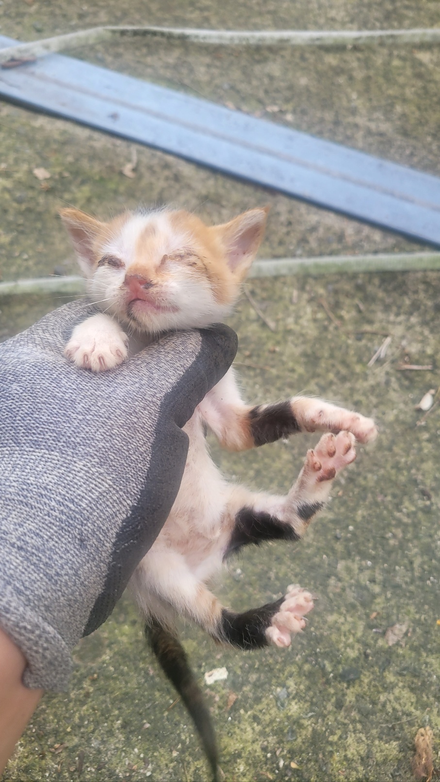 화순군유기동물보호소_446490202400141