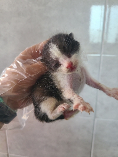 보호중 믹스묘의 가…