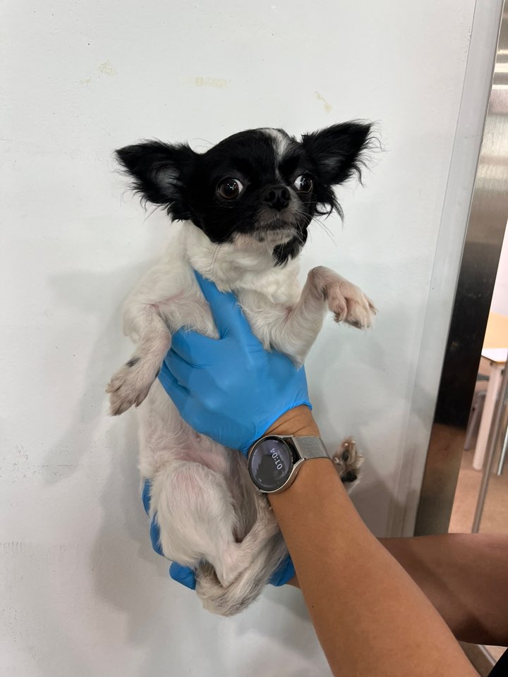 반려동물보호센터_443571202402386