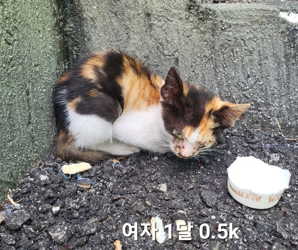 옥천동물병원_443443202400676
