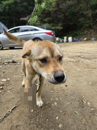 춘천시 동물보호센터_442418202400873