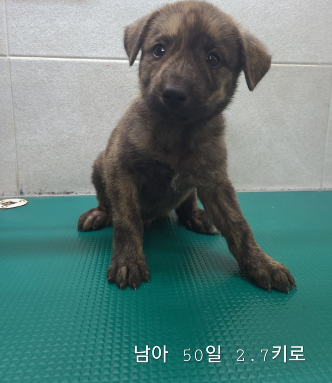 옥천동물병원_443443202400673