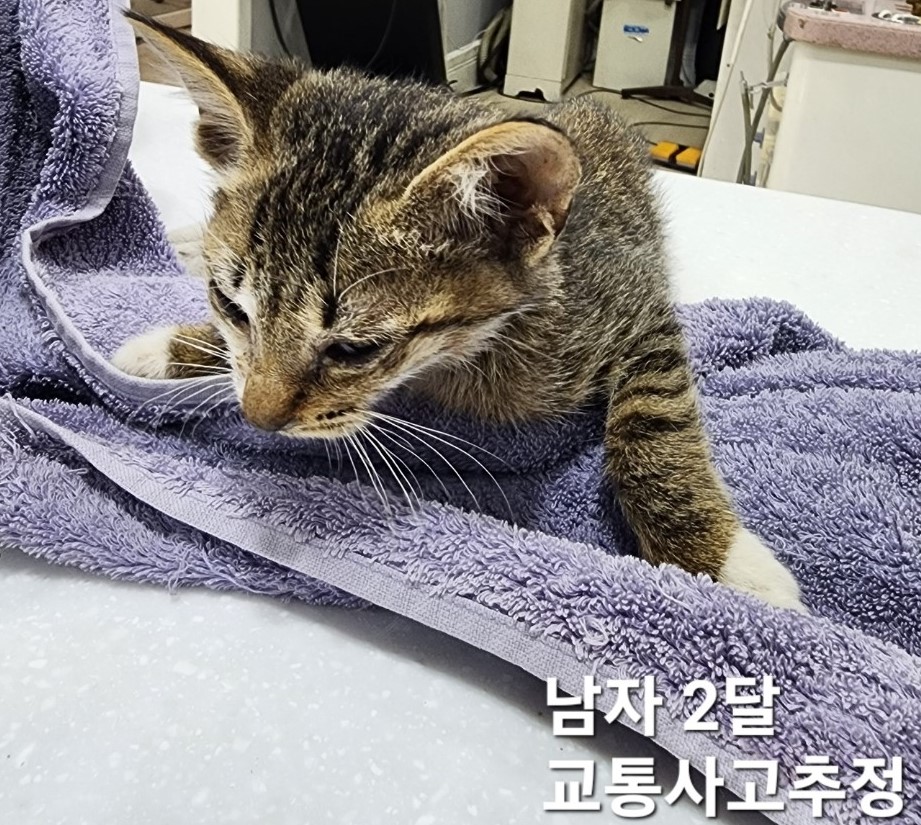옥천동물병원_443443202400669