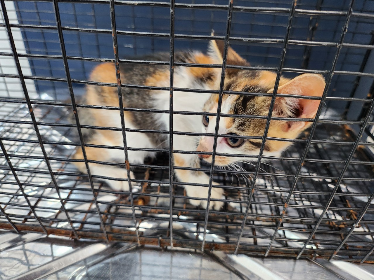 태백시유기동물보호소_442422202400242
