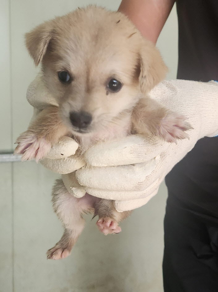예천군유기동물보호소_447523202400510