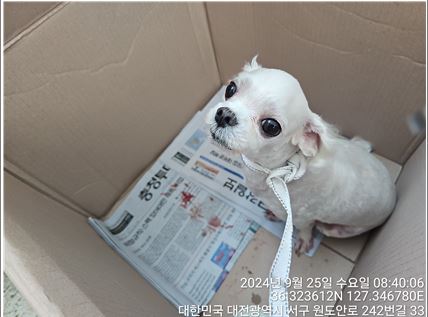 대전동물보호센터_430366202400504