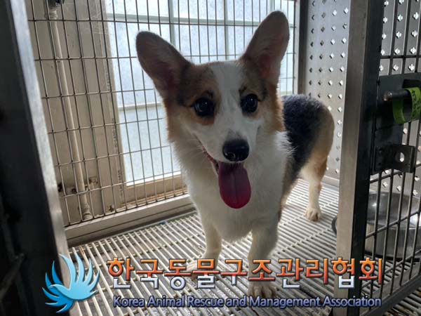 한국동물구조관리협회_411304202400473
