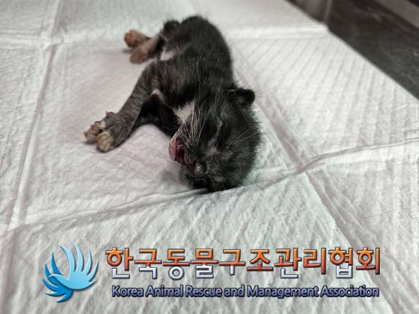 한국동물구조관리협회_411316202400516