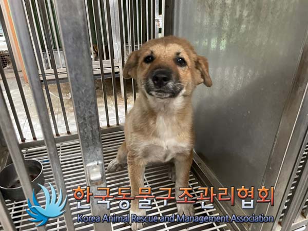 한국동물구조관리협회_441409202401431