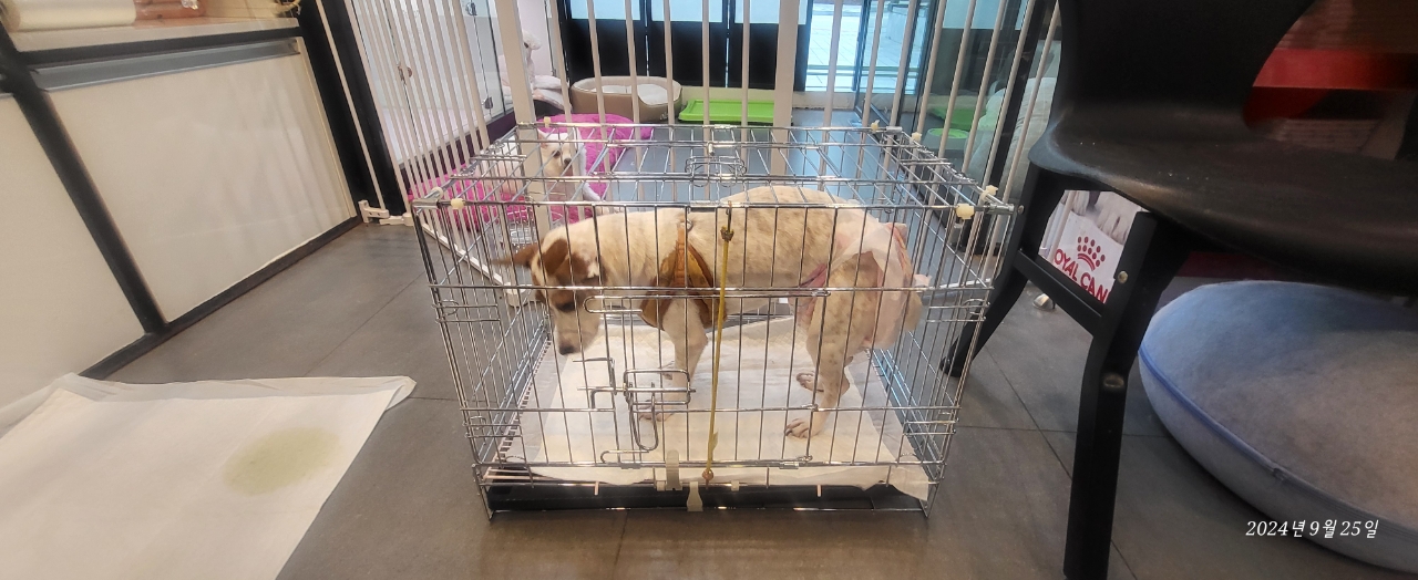 강동구청 반려동물팀 _411324202400467