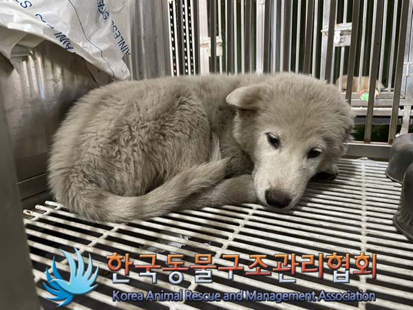 한국동물구조관리협회_441409202401432