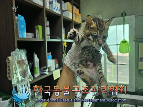 한국동물구조관리협회_411300202400396