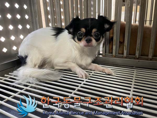 한국동물구조관리협회_441382202400714