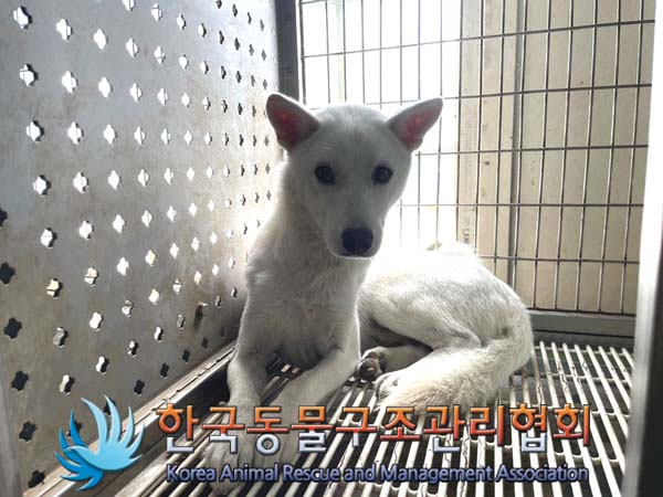 한국동물구조관리협회_411318202400328